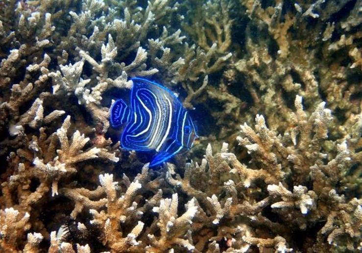 Отель Alam Karang Gili Gede Экстерьер фото